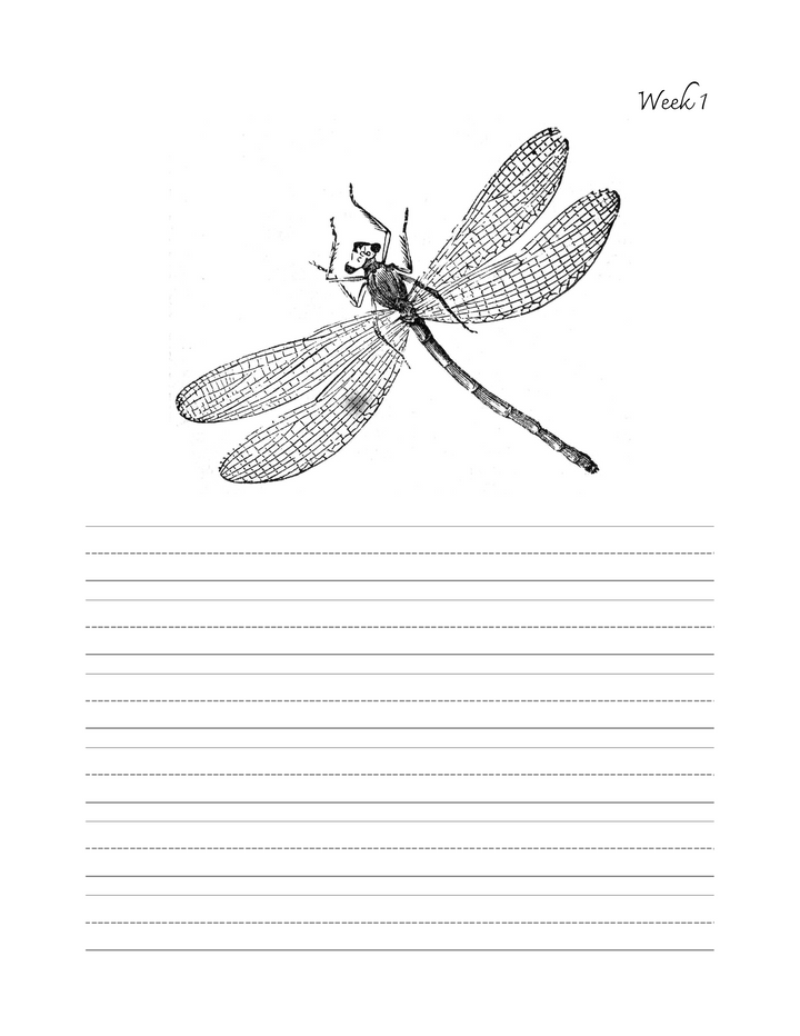 Copywork Book for Morning Time Vol. 1 - Cursive