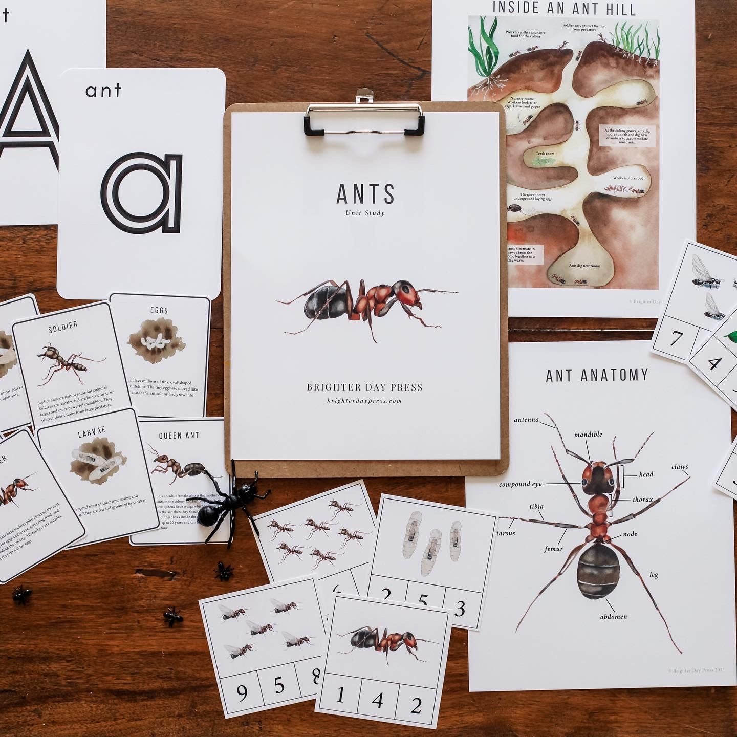 ANT Unit Study MEGA Printable Ants Bundle Ant (Download Now) 