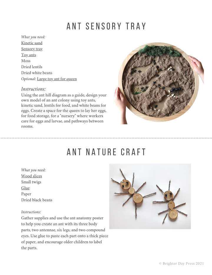 Ants Unit Study (Digital Download)