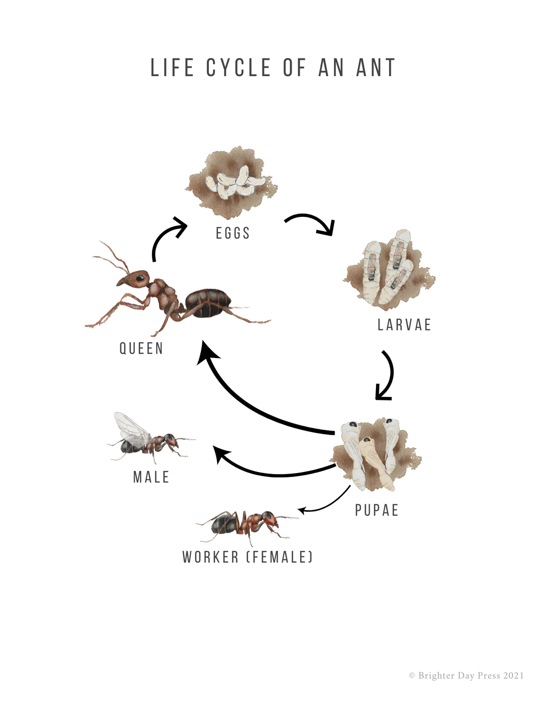 Ant Study Unit Ants Unit Study (Digital Download) – Brighter Day Press