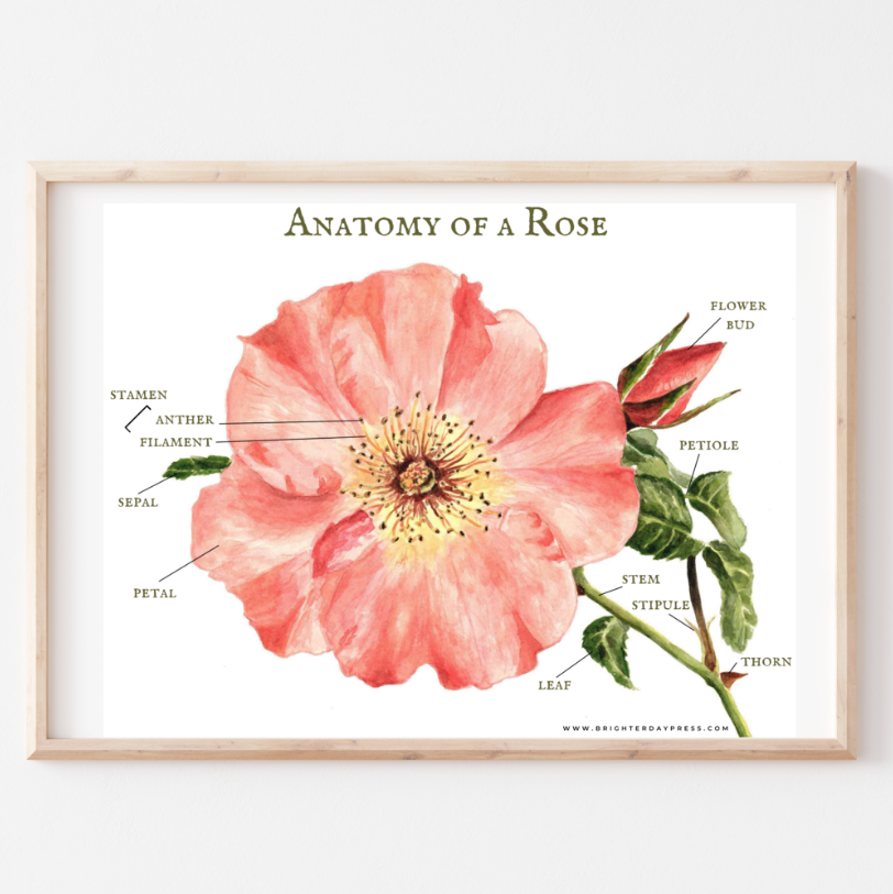 Anatomy of a Rose