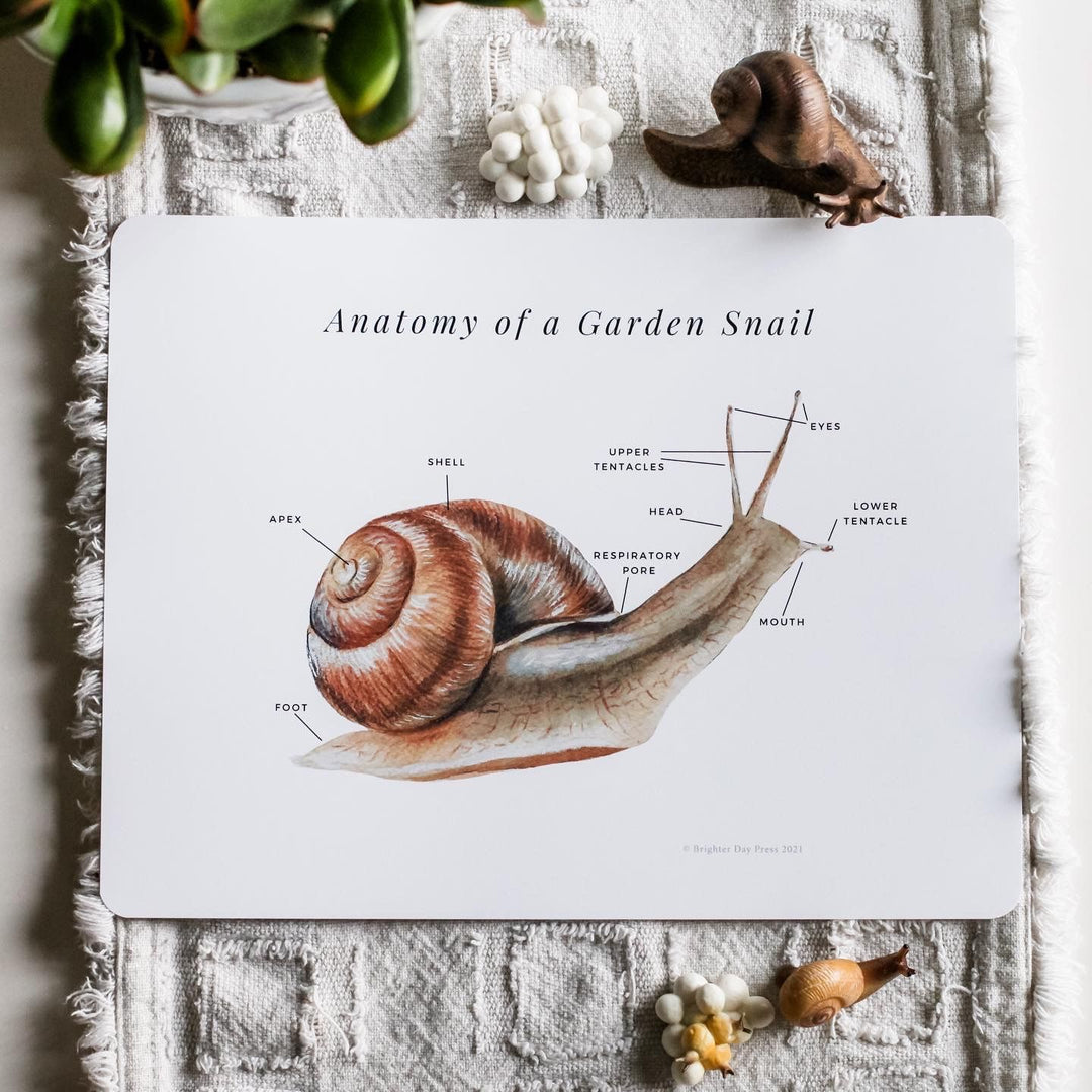 Garden Snail Anatomy - Printable Poster